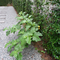 фото из отзыва ID 2744490