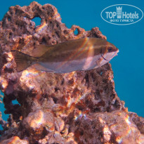 фото из отзыва ID 2744512