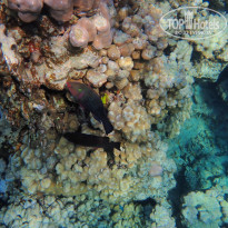 фото из отзыва ID 2744512