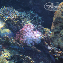 фото из отзыва ID 2744512