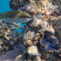 фото из отзыва ID 2744512