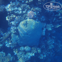 фото из отзыва ID 2744512