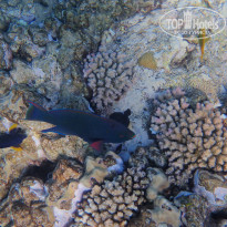 фото из отзыва ID 2744512