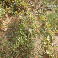 фото из отзыва ID 2744512