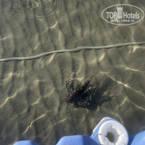 фото из отзыва ID 2744606