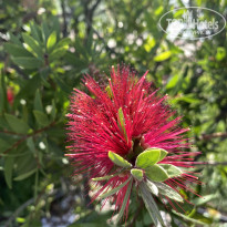 фото из отзыва ID 2744604