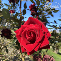 фото из отзыва ID 2744604