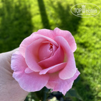 фото из отзыва ID 2744604