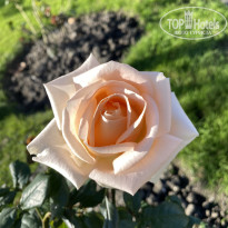 фото из отзыва ID 2744604