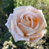 фото из отзыва ID 2744604