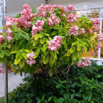 фото из отзыва ID 2744629