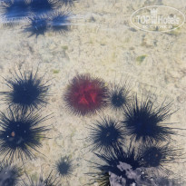 фото из отзыва ID 2745089