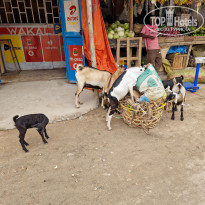 фото из отзыва ID 2745089