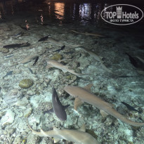 фото из отзыва ID 2745215