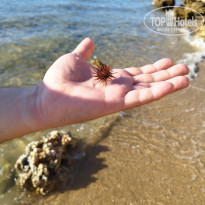 фото из отзыва ID 2745015