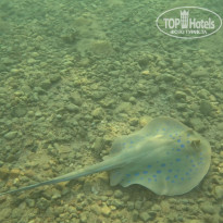 фото из отзыва ID 2745015