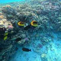 фото из отзыва ID 2745015