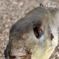 фото из отзыва ID 2745495