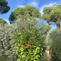 фото из отзыва ID 2745227