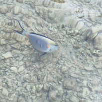 фото из отзыва ID 2745753