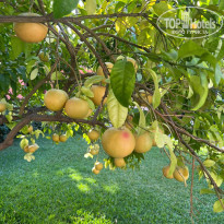 фото из отзыва ID 2745949