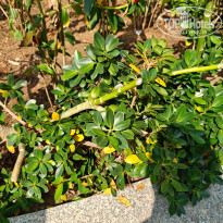 фото из отзыва ID 2746176