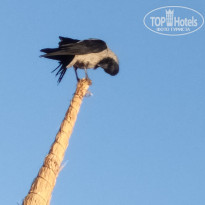 фото из отзыва ID 2746175