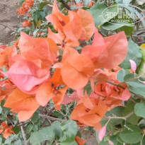 фото из отзыва ID 2746175