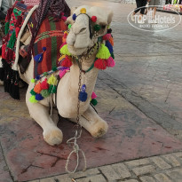 фото из отзыва ID 2746175