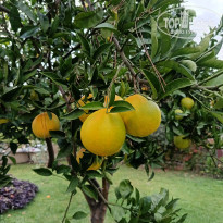 фото из отзыва ID 2746418