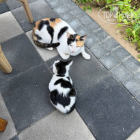 фото из отзыва ID 2746968