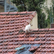 фото из отзыва ID 290324