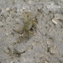 фото из отзыва ID 293213