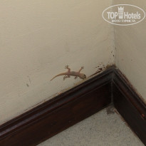 фото из отзыва ID 294221