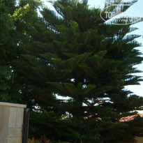 фото из отзыва ID 294053