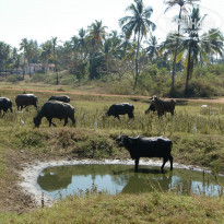 фото из отзыва ID 295386