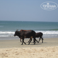 фото из отзыва ID 296382