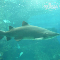 фото из отзыва ID 297208