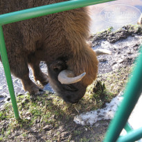 фото из отзыва ID 297928