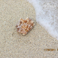 фото из отзыва ID 297953