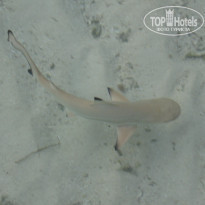 фото из отзыва ID 302176