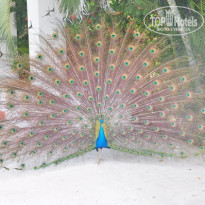 фото из отзыва ID 308768