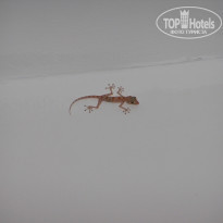 фото из отзыва ID 31760