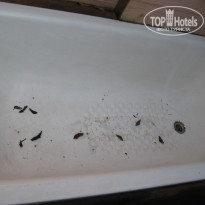 фото из отзыва ID 318208