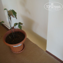 фото из отзыва ID 319708