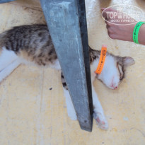 фото из отзыва ID 321161