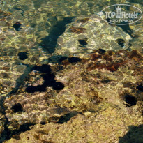 фото из отзыва ID 323809