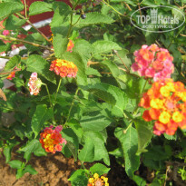 фото из отзыва ID 325659