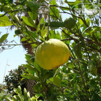 фото из отзыва ID 327040