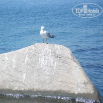 фото из отзыва ID 328488